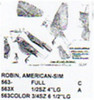American Robin Perching-Flying-Landing 1/3 Size