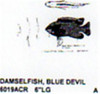 Blue Devil Damsel Fish Mouth Closed 6" Long Color