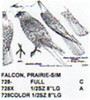 Prairie Falcon Perching