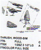 Wood Thrush Standing/Flying/Landing