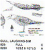 Laughing Gull Standing/Calling