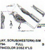 Scrub Jay Scolding/Tail Up