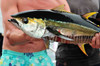 Yellowfin Tuna 19" Freshwater Fish