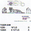 Tiger Lying Down 16" Long