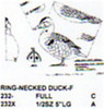 Ring Necked Duck Standing Carving Pattern showing the female Ring Necked Duck in two sizes on a Stiller pattern.