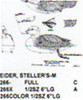 Steller's Eider Resting On Water Carving Pattern showing the full size male.
