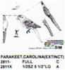 Carolina Parakeet Perching