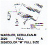 Cerulean Warbler Male