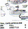 Cape Teal Resting On Water Carving Pattern showing the male Capet Teal with his head forward.