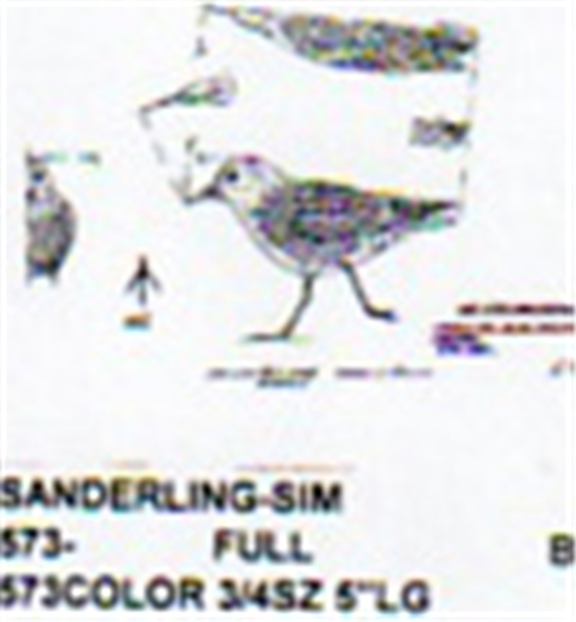 Sanderling Walking