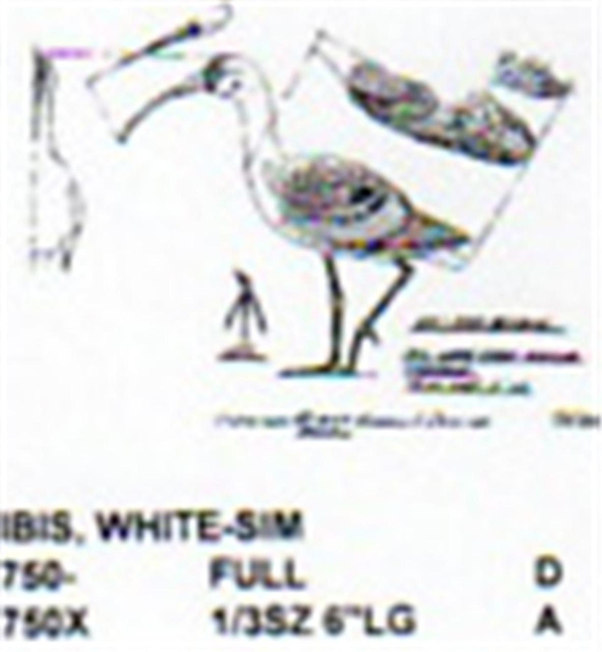 White Ibis Standing