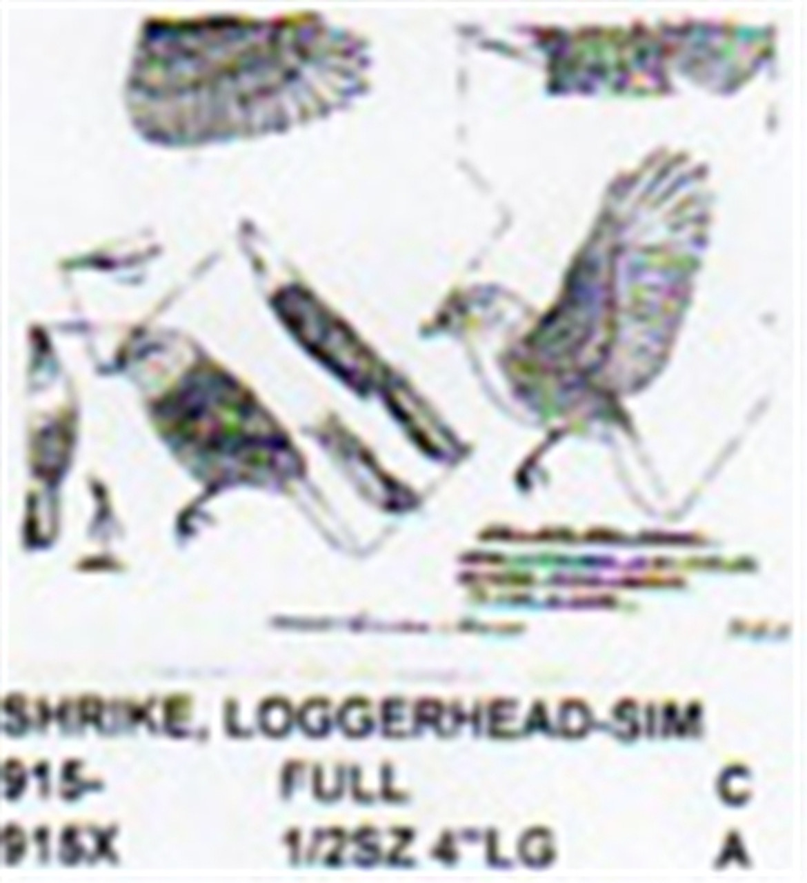 Logger Head Shrike 1/2 size