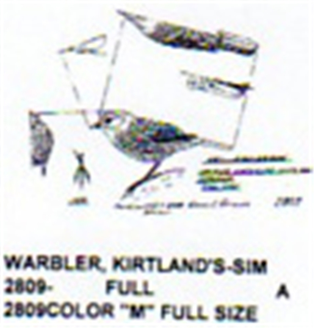 Kirtland Warbler Standing