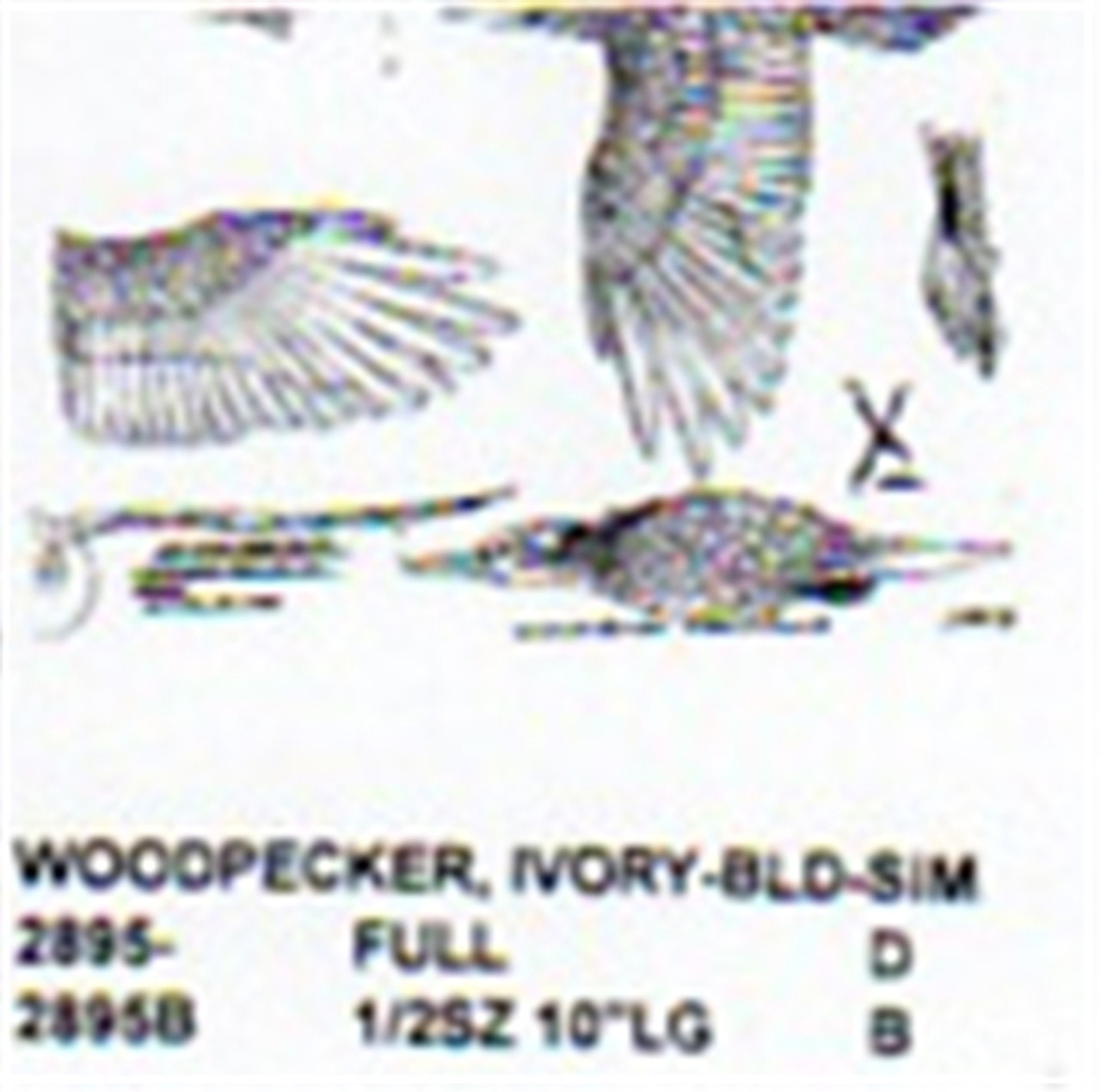 Ivory Billed Woodpecker Flying