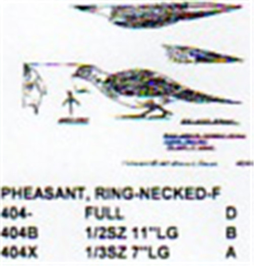 Ring Necked Pheasant Female Sneaking