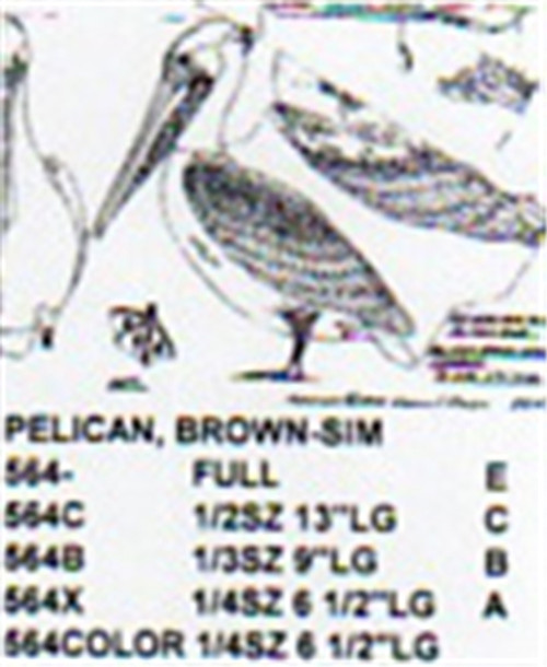 Brown Pelican Standing 1/2 Size