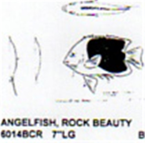 Rock Beauty Angel Fish Mouth Closed 7" Long