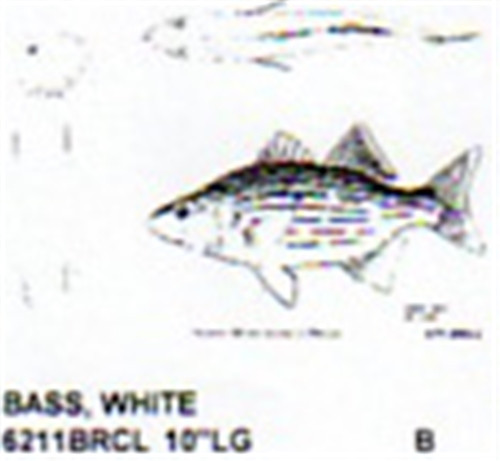 White Bass Mouth Open-Mouth Closed 10" Long Color