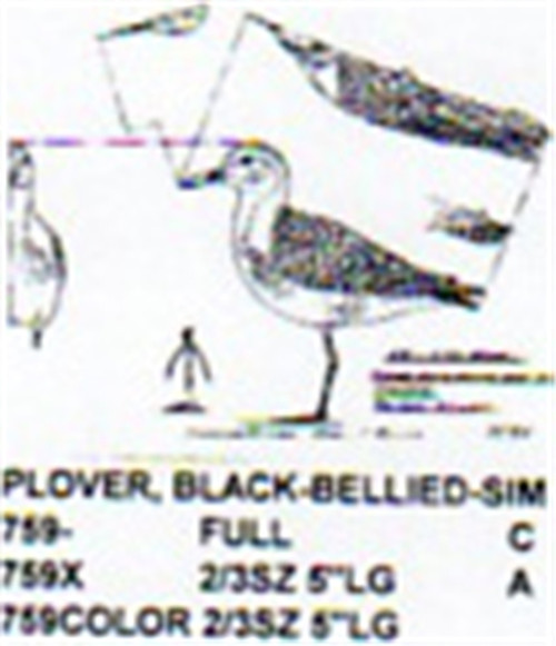 Black Bellied Plover Standing 1/2 Size