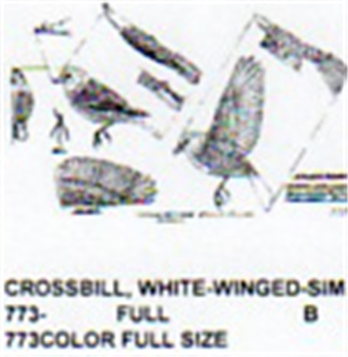 White Wing Crossbill Perching/Flying/Landing