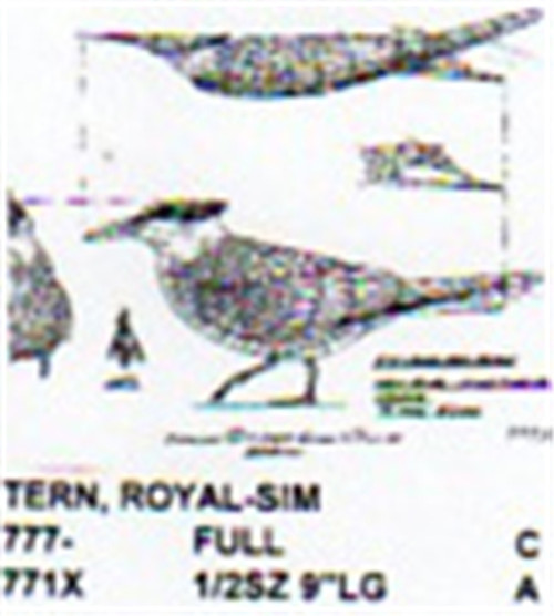 Royal Tern Walking