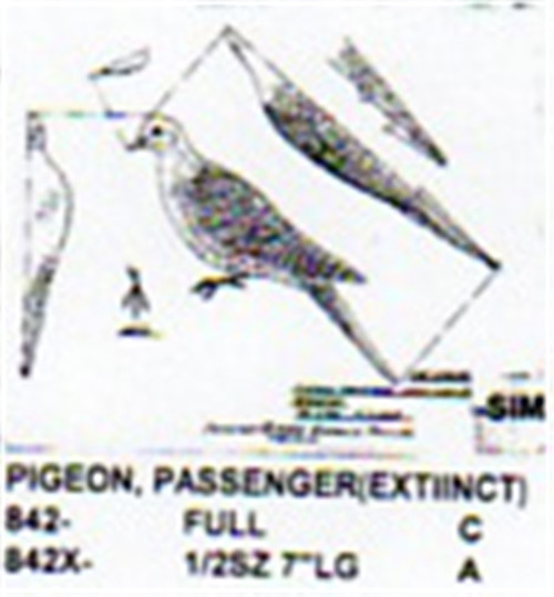 Passenger Pigeon Perching