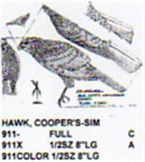 Coopers Hawk Perching Carving Pattern showing the Stiller pattern with three different sizes.