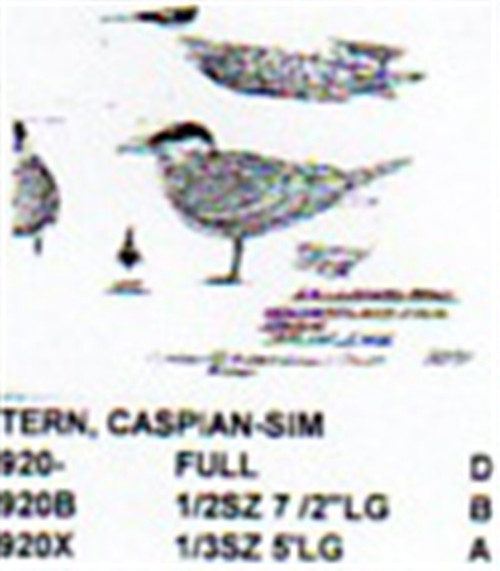 Caspian Tern Standing 1/3 Size