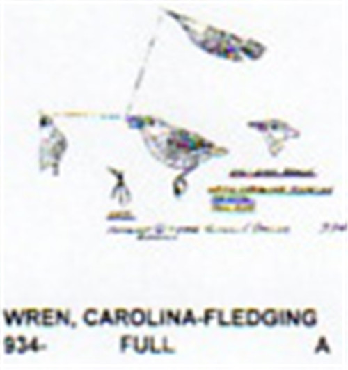 Carolina Wren Fledgling Perching