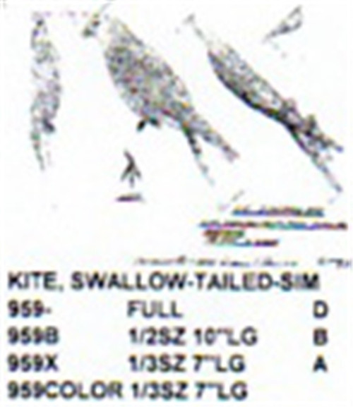 Swallow Tailed Kite Perching