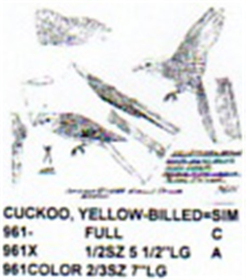 Yellow Billed Cuckoo Perching/Flying/Landing 1/2 Size