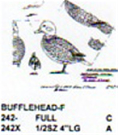 Bufflehead Female Standing