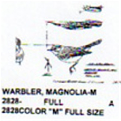 Magnolia Warbler Male