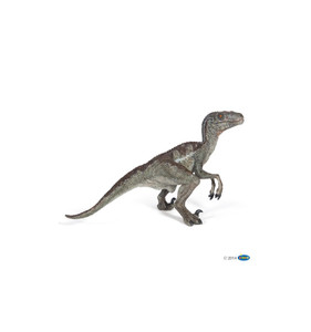 Velociraptor ( meaning "swift seizer" in Latin) is green and a genus of dromaeosaurid theropod dinosaur that lived approximately 75 to 71 million years ago during the latter part of the Cretaceous Period. Velociraptor ( meaning "swift seizer" in Latin) is green and a genus of dromaeosaurid theropod dinosaur that lived approximately 75 to 71 million years ago during the latter part of the Cretaceous Period.