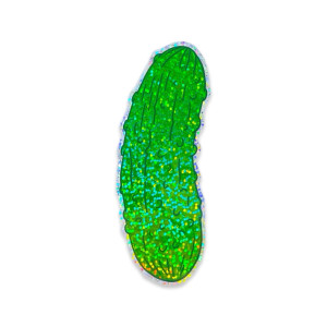 Glitter grteen pickle sticker. Glitter grteen pickle sticker.