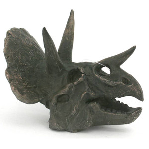 dark brown triceratops replica skull dark brown triceratops replica skull
