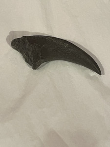 Image of the T.rex foot claw. Dark in color, this measures 8 inches long and is 3 inches wide at its base.