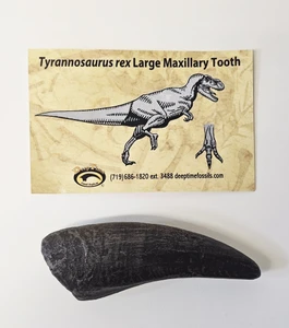 An image of the T.rex maxillary tooth replica. Dark in color, this measures 5 inches long, and is two inches wide at its base.