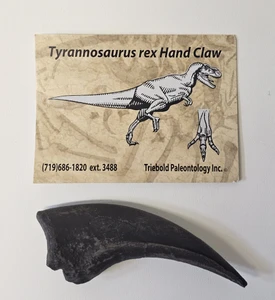 An image of the T.rex hand claw. Dark in color, it measures 3 and 1/2" inches long.