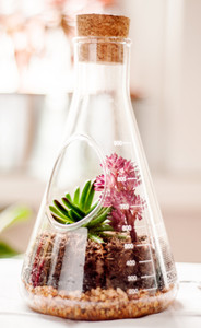 A terrarium in the shape of a conical Erlenmeyer flask on display with plants inside