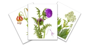 Avinoff Botanical Prints