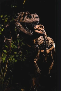 Ceratosaurus and Dryosaurus CMNH Postcard