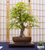 A mature Japanese Maple bonsai tree.