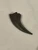 An image of the T.rex hand claw. Dark in color, it measures 3 and 1/2" inches long.