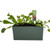 fully grown fly traps in pot without terrarium cover