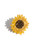 yellow plastic sunflower hair claw clip