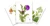 Avinoff Botanical Prints