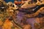 T.rex Face to Face CMNH Postcard