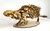 Ankylosaurus 3D Accurate Scale Model Kit