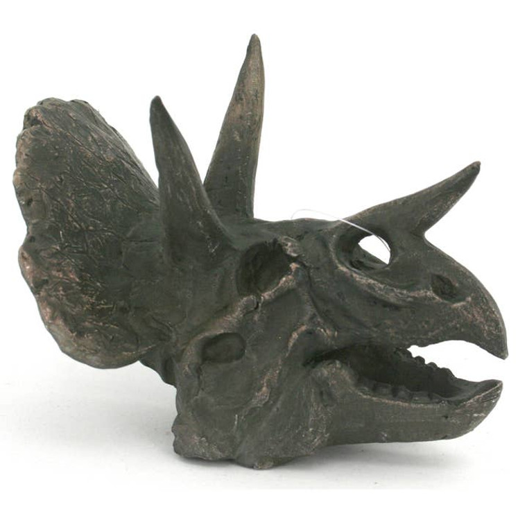 dark brown triceratops replica skull